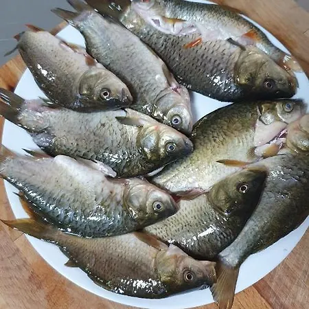 Zenit فندق Satovcha